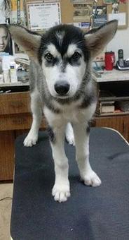 Product - Ker Mor Pet Grooming in Mequon, WI Pet Boarding & Grooming