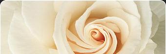 Product - LA Bella Salon in Lindenhurst, IL Beauty Salons