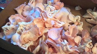 Product: Freshly picked Pink Oyster Mushrooms - Lake Street Cafe in Elkhart Lake, WI Cafe Restaurants