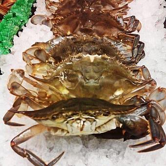 Product: Blue #crabs - Laurenzo's Italian Market and Cafe in North Miami Beach, FL Italian Restaurants