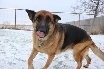 Product - Le Chateau Pet Resort in Amarillo, TX Pet Boarding & Grooming