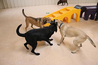 Product - Le Chateau Pet Resort in Amarillo, TX Pet Boarding & Grooming