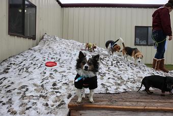 Product - Le Chateau Pet Resort in Amarillo, TX Pet Boarding & Grooming