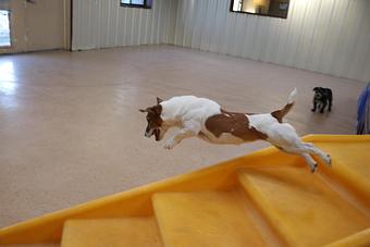 Product - Le Chateau Pet Resort in Amarillo, TX Pet Boarding & Grooming