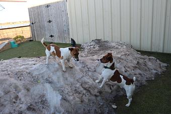 Product - Le Chateau Pet Resort in Amarillo, TX Pet Boarding & Grooming