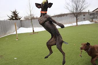 Product - Le Chateau Pet Resort in Amarillo, TX Pet Boarding & Grooming