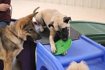 Product - Le Chateau Pet Resort in Amarillo, TX Pet Boarding & Grooming