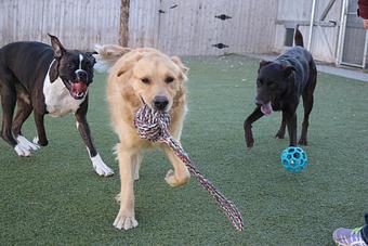 Product - Le Chateau Pet Resort in Amarillo, TX Pet Boarding & Grooming
