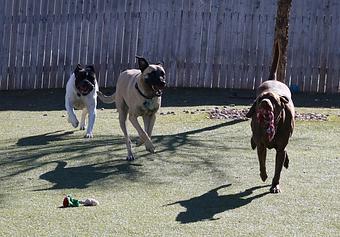 Product - Le Chateau Pet Resort in Amarillo, TX Pet Boarding & Grooming