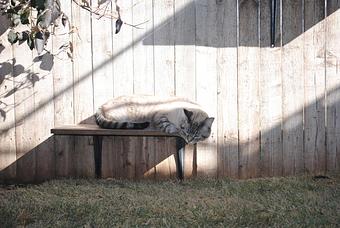 Product - Le Chateau Pet Resort in Amarillo, TX Pet Boarding & Grooming