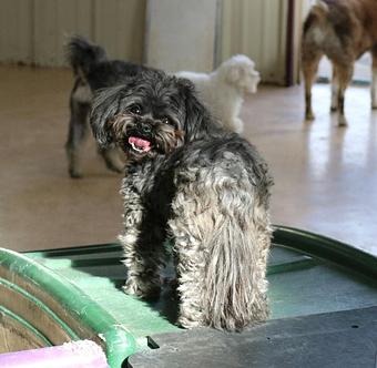 Product - Le Chateau Pet Resort in Amarillo, TX Pet Boarding & Grooming