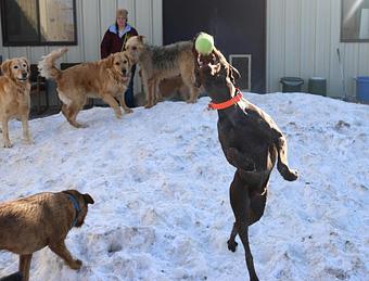 Product - Le Chateau Pet Resort in Amarillo, TX Pet Boarding & Grooming