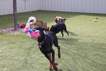 Product - Le Chateau Pet Resort in Amarillo, TX Pet Boarding & Grooming