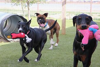 Product - Le Chateau Pet Resort in Amarillo, TX Pet Boarding & Grooming