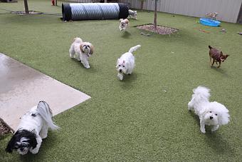 Product - Le Chateau Pet Resort in Amarillo, TX Pet Boarding & Grooming