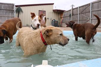 Product - Le Chateau Pet Resort in Amarillo, TX Pet Boarding & Grooming