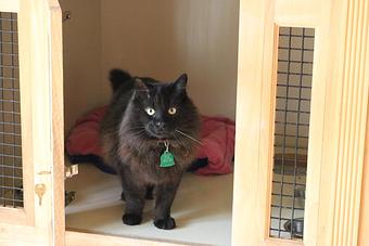 Product - Le Chateau Pet Resort in Amarillo, TX Pet Boarding & Grooming