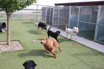 Product - Le Chateau Pet Resort in Amarillo, TX Pet Boarding & Grooming