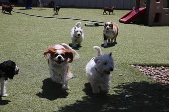 Product - Le Chateau Pet Resort in Amarillo, TX Pet Boarding & Grooming