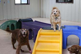 Product - Le Chateau Pet Resort in Amarillo, TX Pet Boarding & Grooming