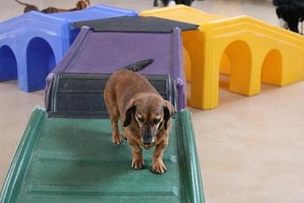 Product - Le Chateau Pet Resort in Amarillo, TX Pet Boarding & Grooming