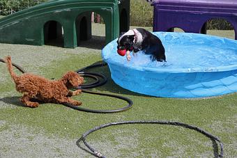 Product - Le Chateau Pet Resort in Amarillo, TX Pet Boarding & Grooming