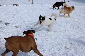 Product - Le Chateau Pet Resort in Amarillo, TX Pet Boarding & Grooming