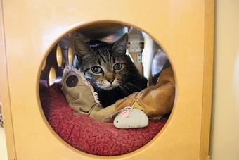Product - Le Chateau Pet Resort in Amarillo, TX Pet Boarding & Grooming