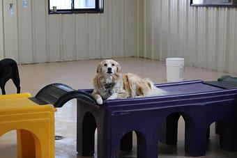 Product - Le Chateau Pet Resort in Amarillo, TX Pet Boarding & Grooming