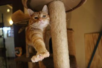 Product - Le Chateau Pet Resort in Amarillo, TX Pet Boarding & Grooming