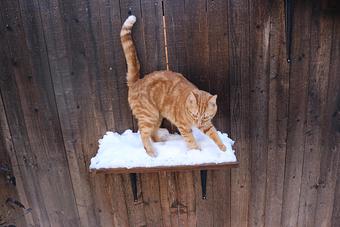 Product - Le Chateau Pet Resort in Amarillo, TX Pet Boarding & Grooming