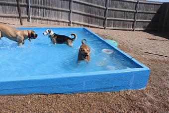 Product - Le Chateau Pet Resort in Amarillo, TX Pet Boarding & Grooming