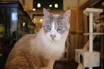 Product - Le Chateau Pet Resort in Amarillo, TX Pet Boarding & Grooming