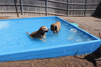 Product - Le Chateau Pet Resort in Amarillo, TX Pet Boarding & Grooming