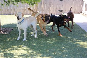 Product - Le Chateau Pet Resort in Amarillo, TX Pet Boarding & Grooming