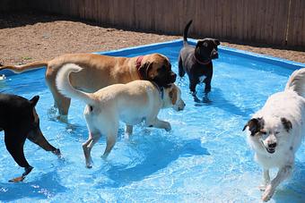 Product - Le Chateau Pet Resort in Amarillo, TX Pet Boarding & Grooming