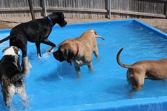Product - Le Chateau Pet Resort in Amarillo, TX Pet Boarding & Grooming