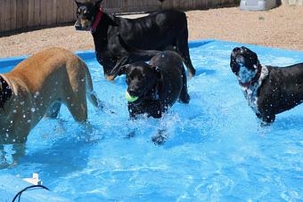 Product - Le Chateau Pet Resort in Amarillo, TX Pet Boarding & Grooming