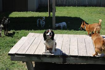 Product - Le Chateau Pet Resort in Amarillo, TX Pet Boarding & Grooming