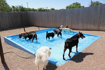 Product - Le Chateau Pet Resort in Amarillo, TX Pet Boarding & Grooming
