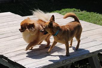 Product - Le Chateau Pet Resort in Amarillo, TX Pet Boarding & Grooming