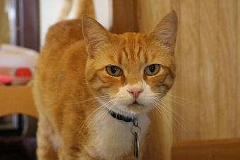 Product - Le Chateau Pet Resort in Amarillo, TX Pet Boarding & Grooming