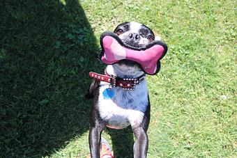 Product - Le Chateau Pet Resort in Amarillo, TX Pet Boarding & Grooming