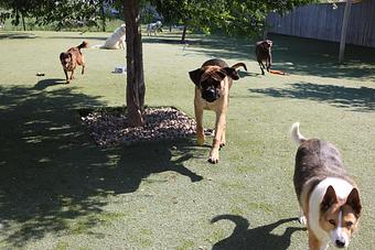 Product - Le Chateau Pet Resort in Amarillo, TX Pet Boarding & Grooming