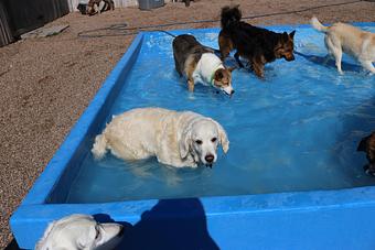 Product - Le Chateau Pet Resort in Amarillo, TX Pet Boarding & Grooming