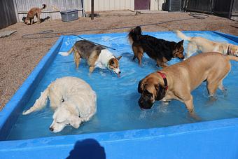 Product - Le Chateau Pet Resort in Amarillo, TX Pet Boarding & Grooming
