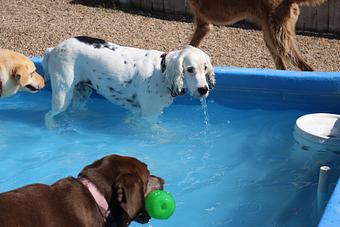 Product - Le Chateau Pet Resort in Amarillo, TX Pet Boarding & Grooming