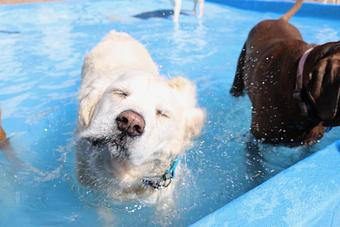 Product - Le Chateau Pet Resort in Amarillo, TX Pet Boarding & Grooming