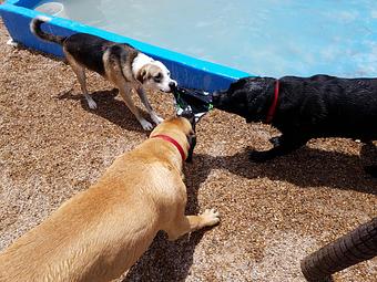 Product - Le Chateau Pet Resort in Amarillo, TX Pet Boarding & Grooming