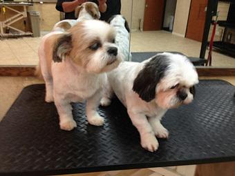 Product - Le Paws Grooming in Plano, TX Pet Boarding & Grooming